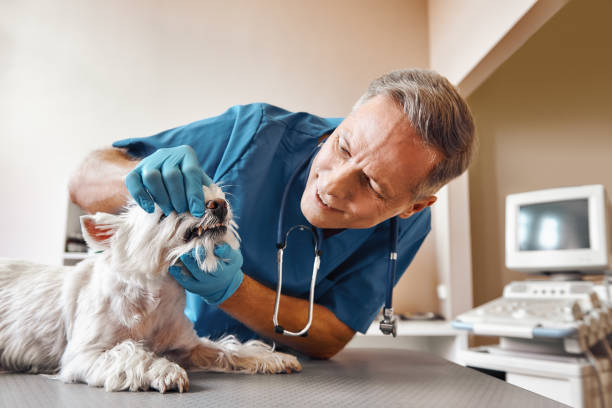 Best Urgent Dental Care in Oak Hills, CA